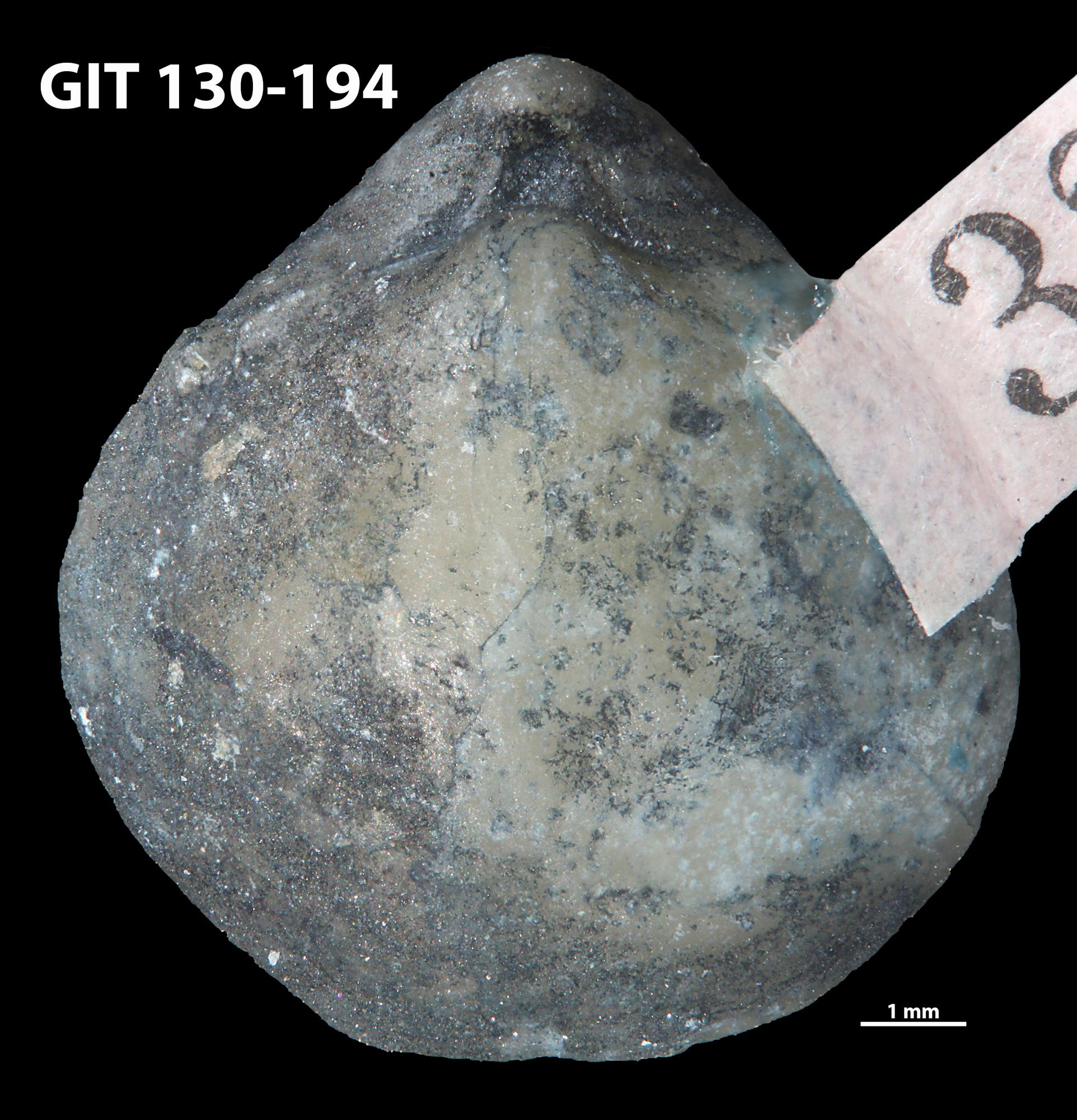 Athyridoidea | Fossiilid.info