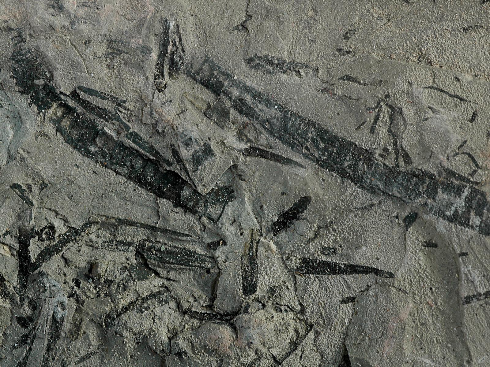 Hyolithellidae Fossiilid.info