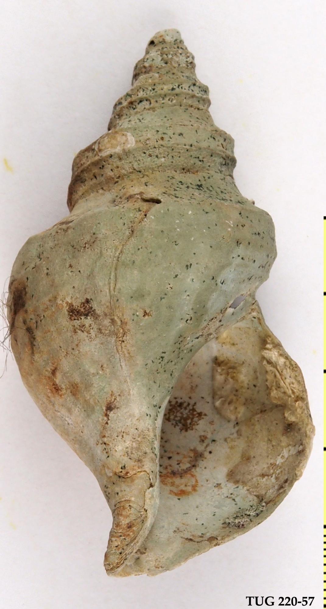 Neptunea despecta | Fossiilid.info