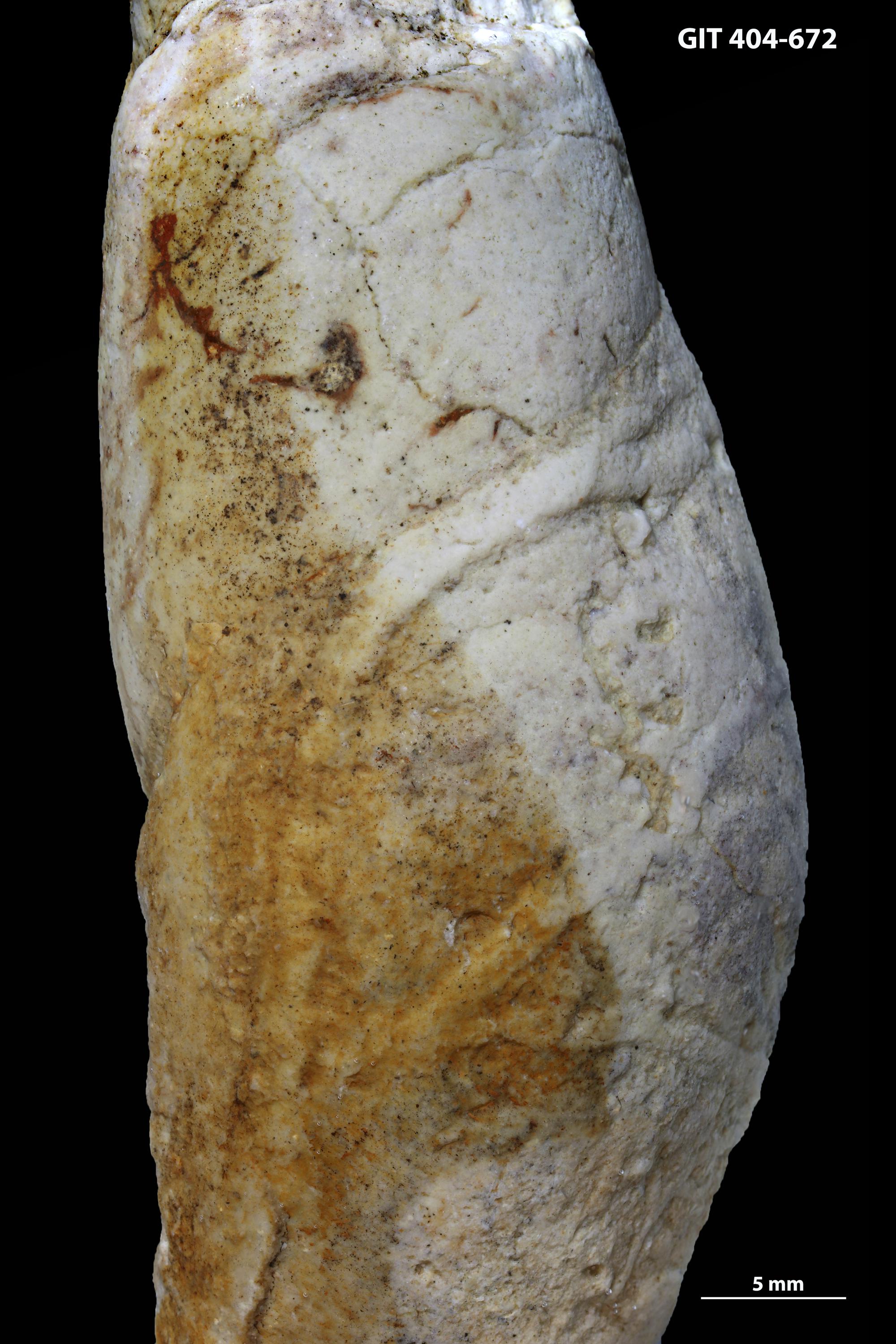 Subula Subulites subula | Fossiilid.info