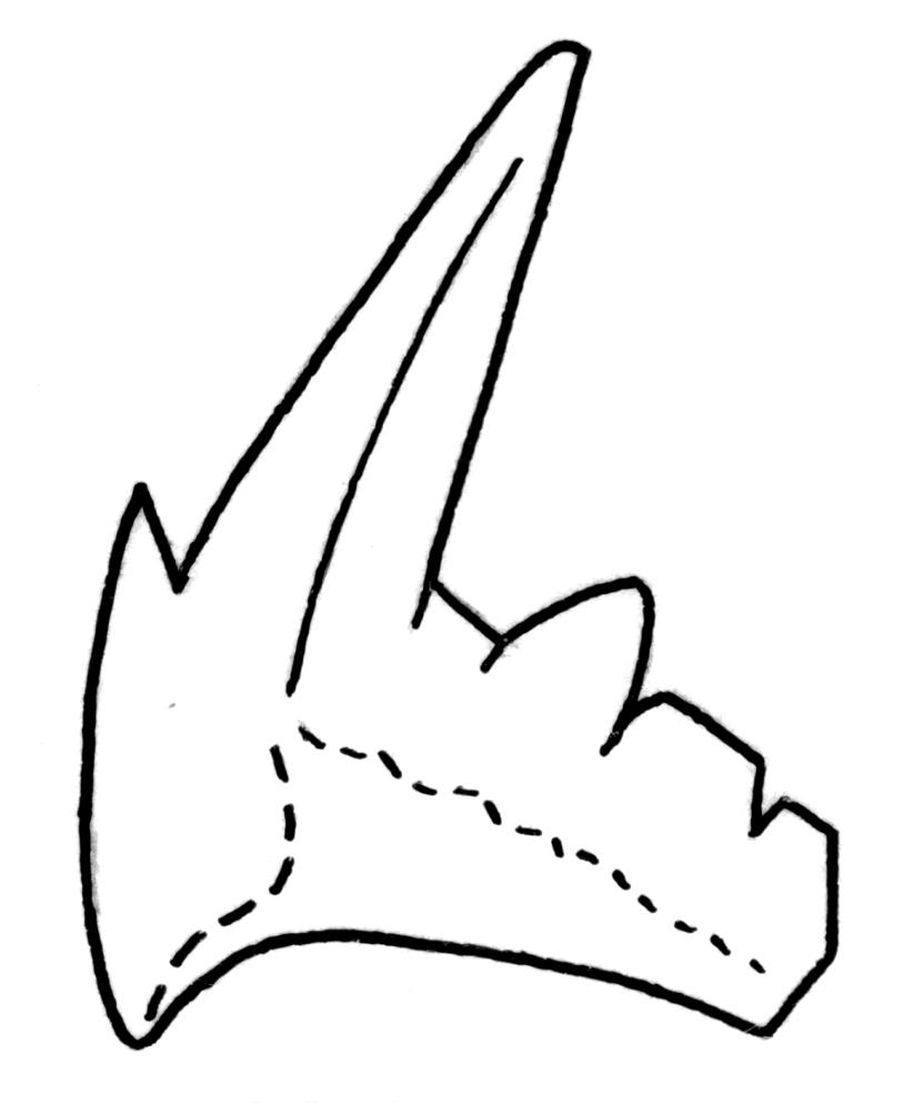 Microzarkodina hagetiana Fossiilid.info