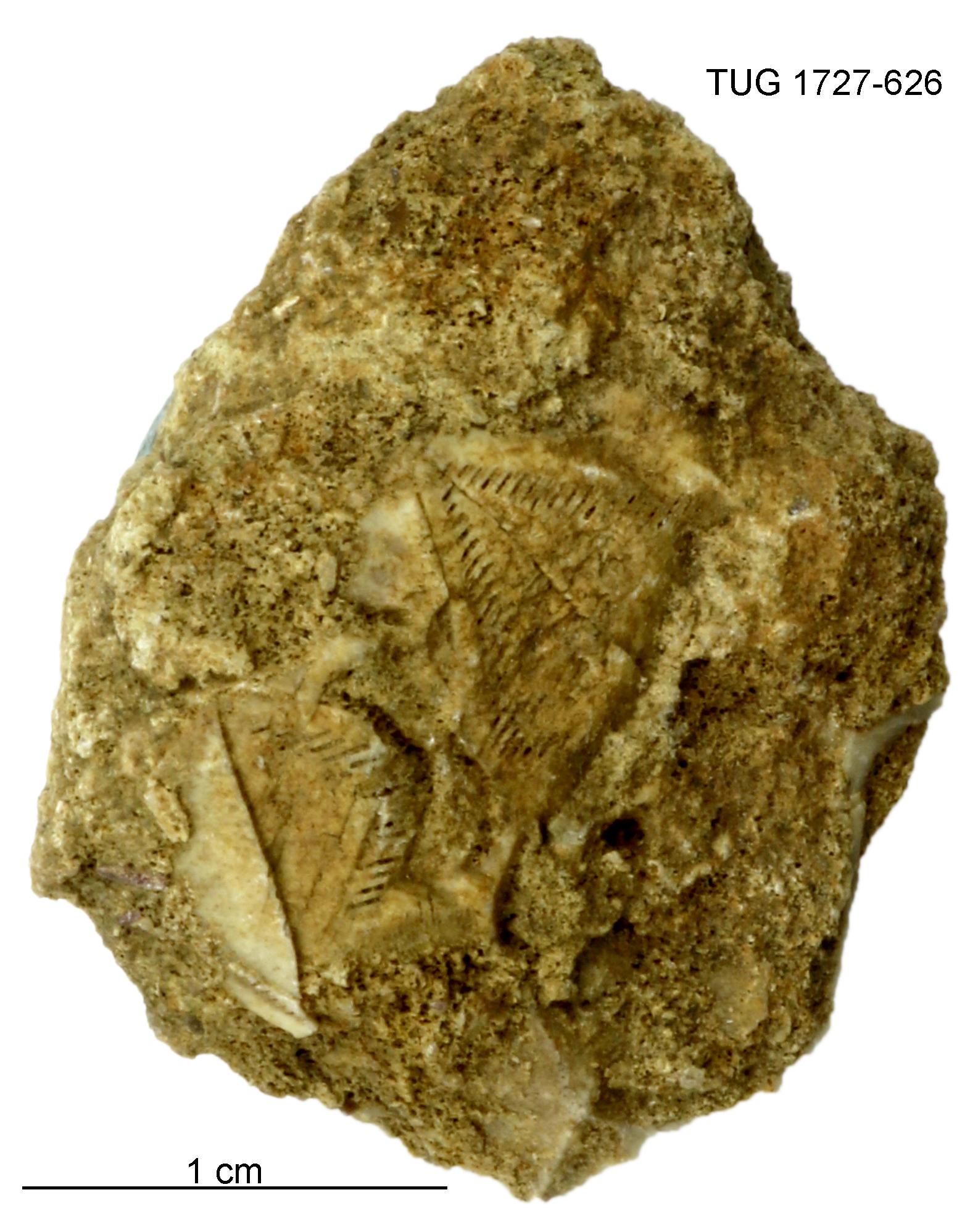 Cheirocrinidae Fossiilid.info