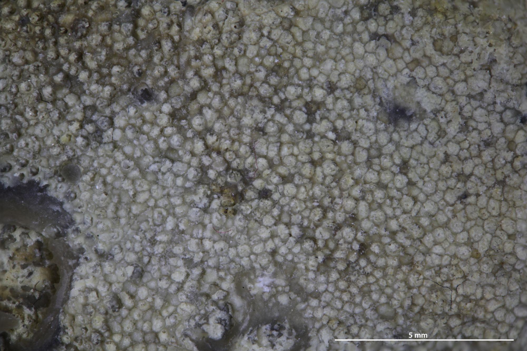 P.PEDORO 子株 Ceramopora intercellata | Fossiilid.info
