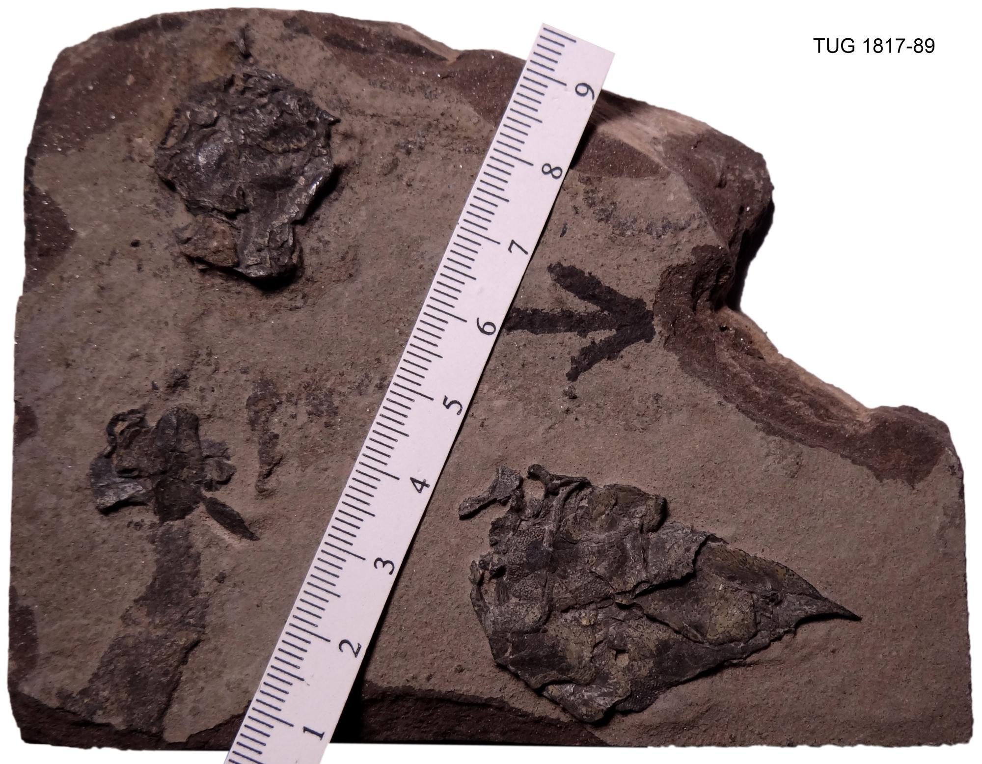 ミレロステウス（Millerosteus minor）化石 Millerosteus minor | Fossiilid.info