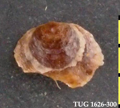 Siphonotretida Fossiilid.info