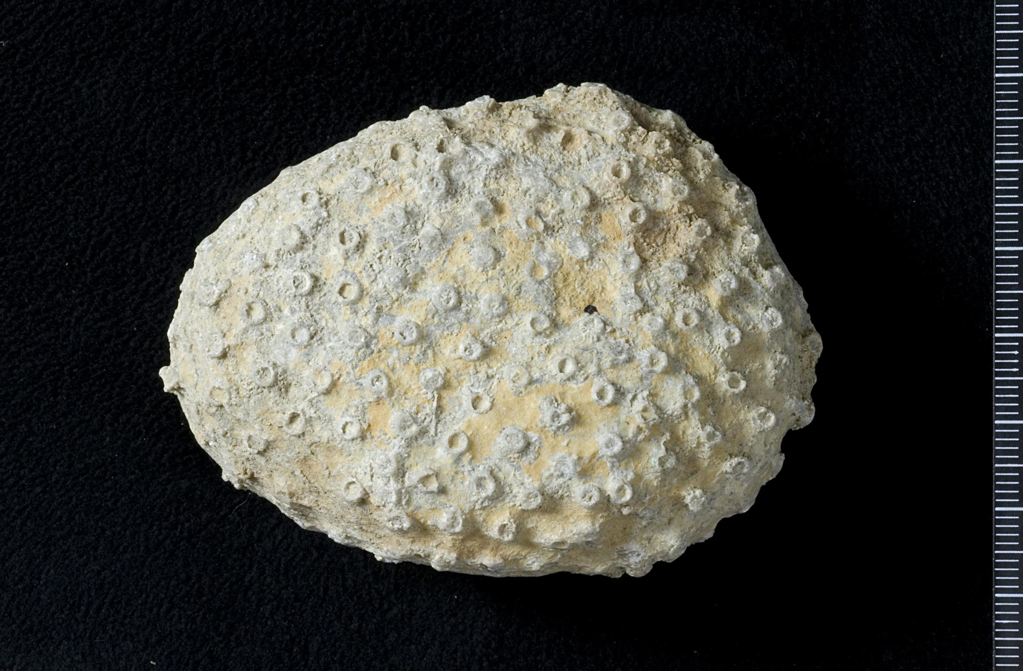 Kamasuki jinsiy aloqa Porno tasmali paypoqlar