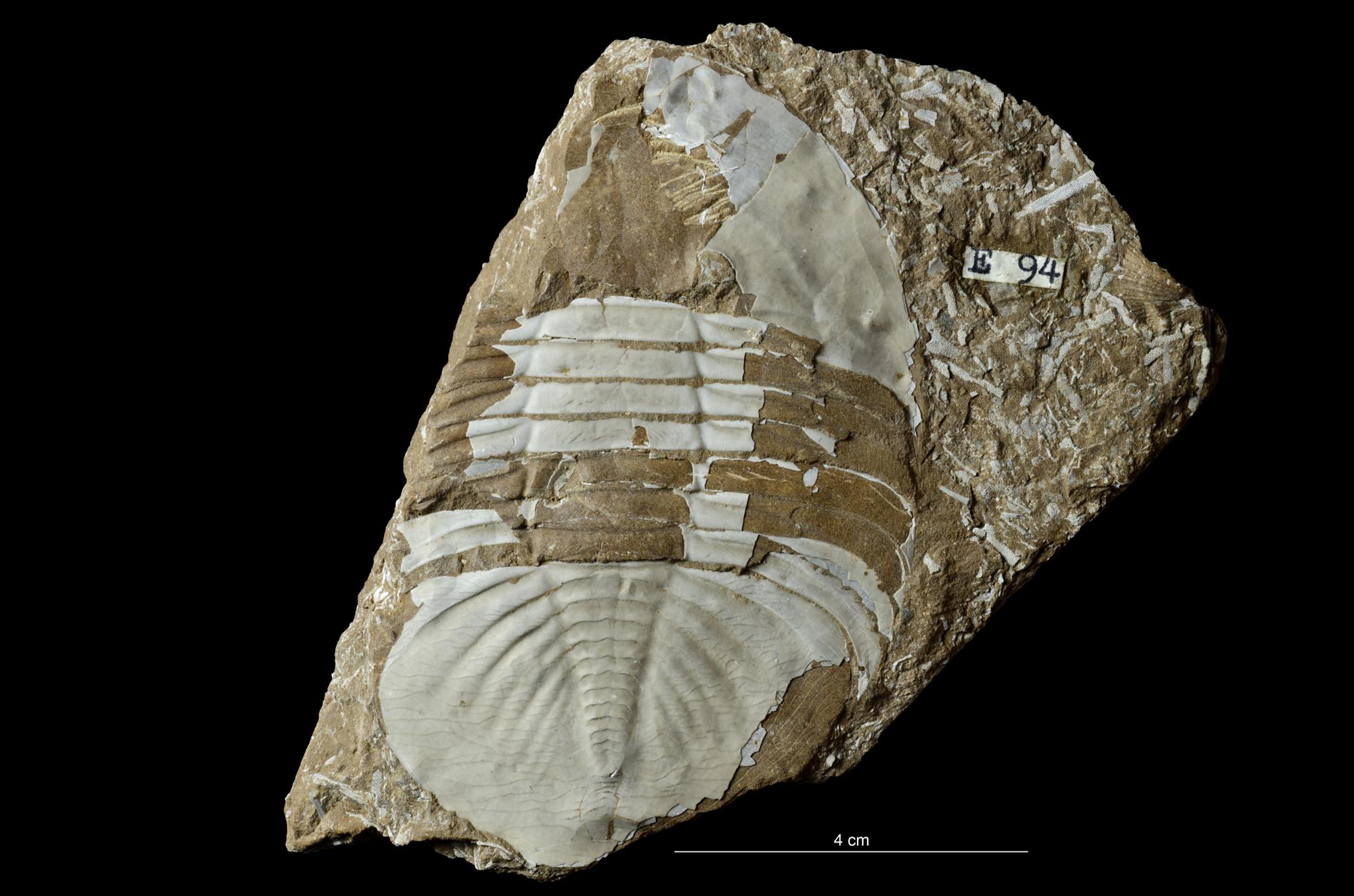 Pseudobasiliella kuckersiana Fossiilid.info