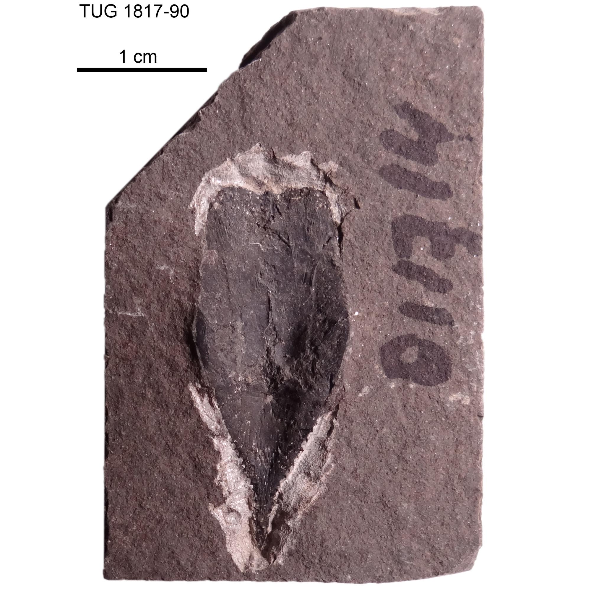 ミレロステウス（Millerosteus minor）化石 Millerosteus minor | Fossiilid.info