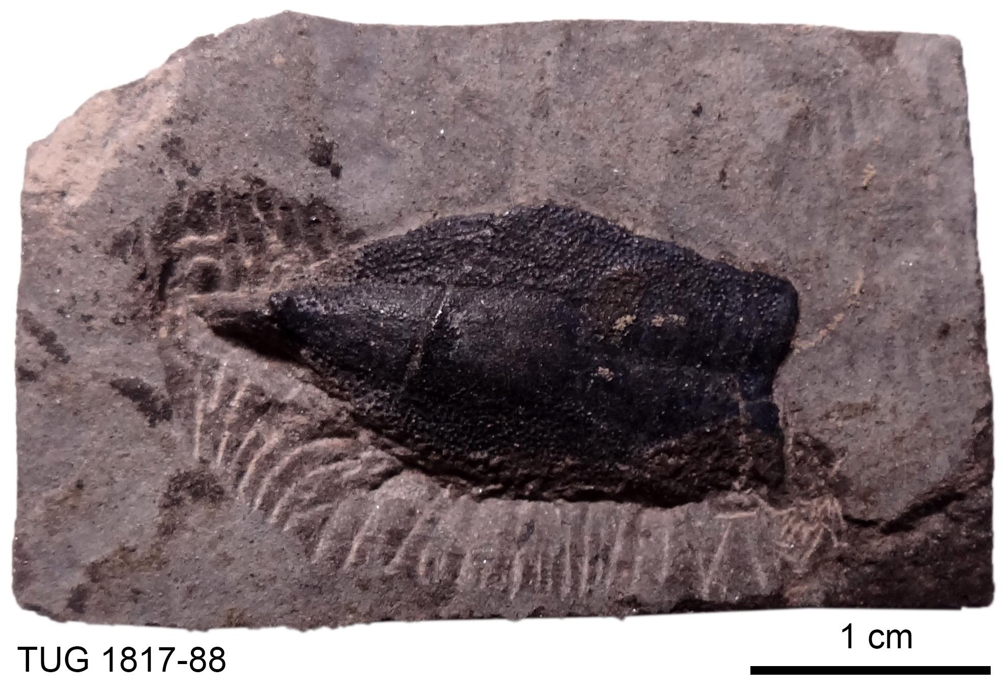 ミレロステウス（Millerosteus minor）化石 Millerosteus minor | Fossiilid.info