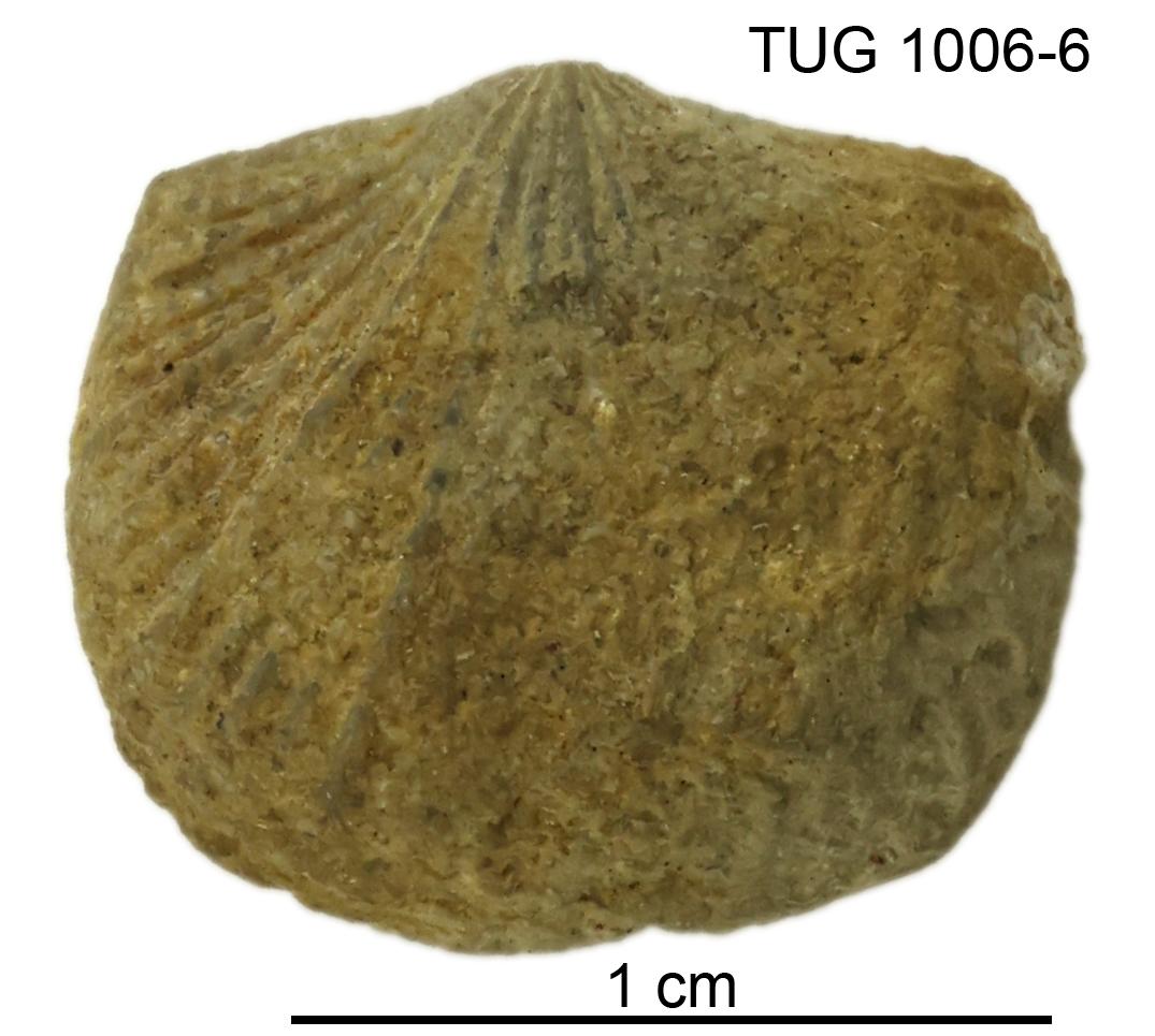 Glyptorthis plana | Fossiilid.info