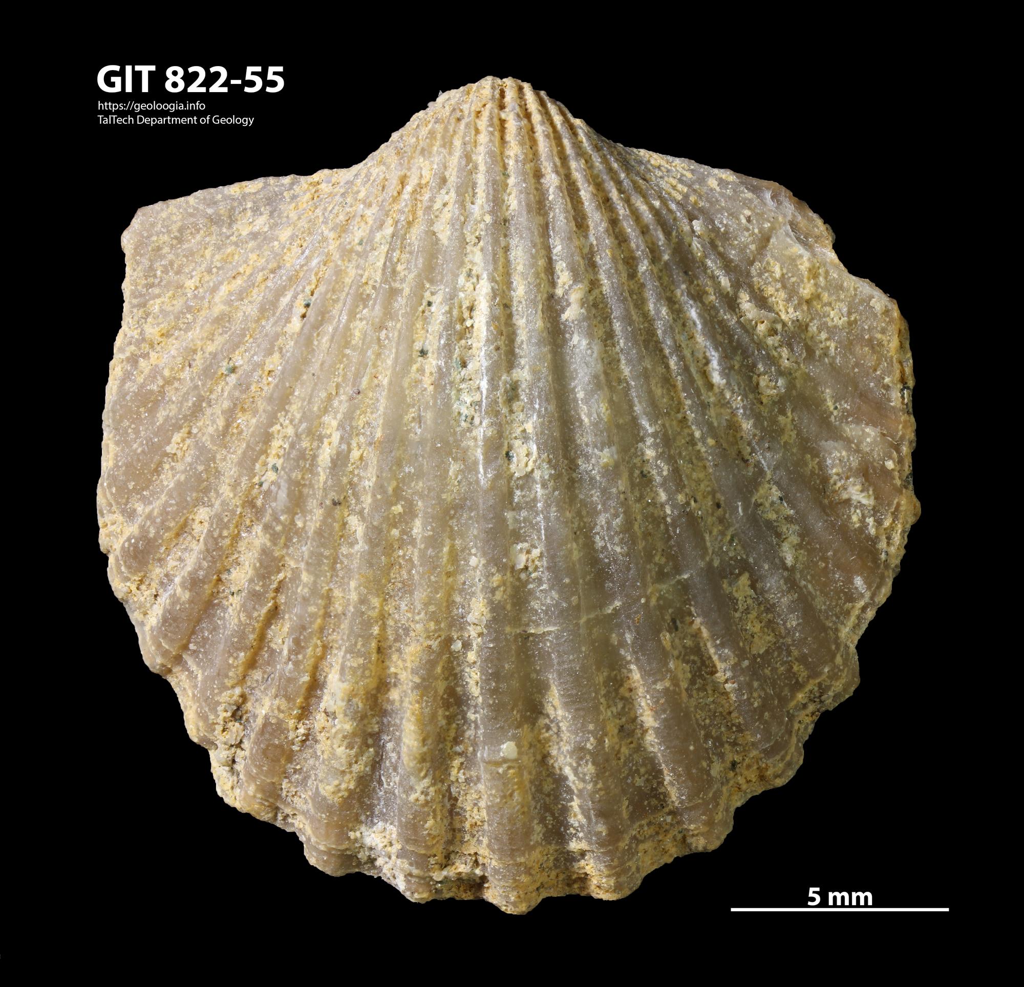Orthambonites calligramma | Fossiilid.info