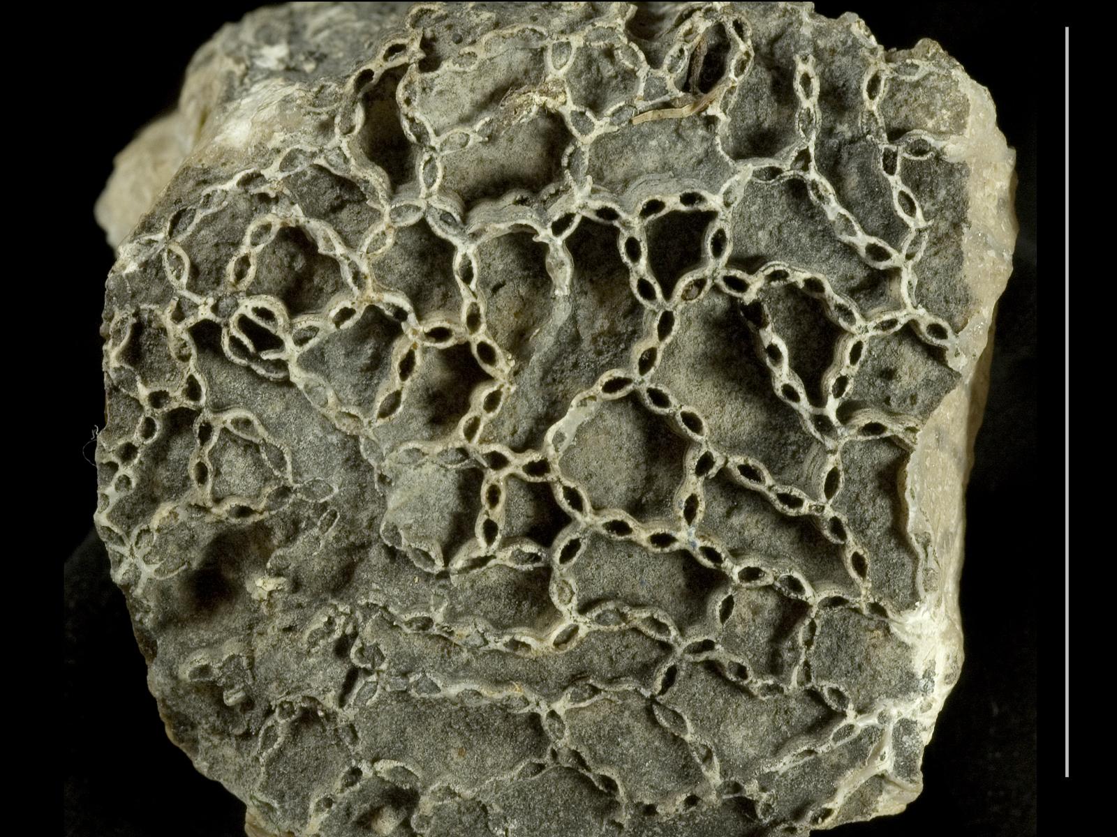 Pornografik film suratga olishdan olingan hujjatli kadrlar Juda qisqa porno onlayn