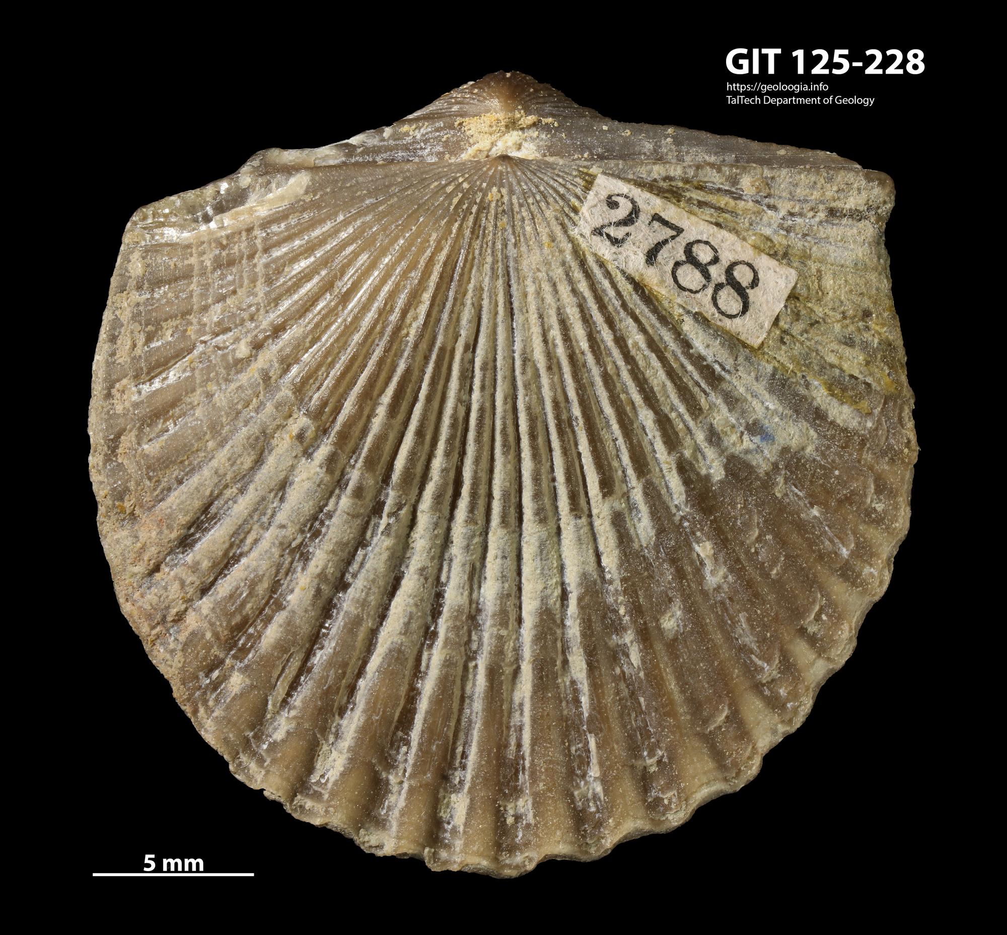 Orthambonites calligramma | Fossiilid.info