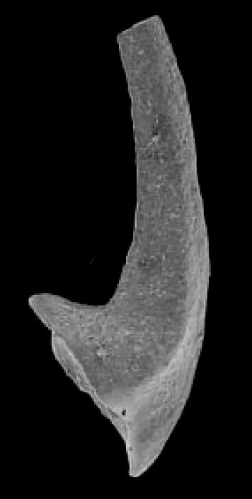 Trivalidus Tripodus | Fossiilid.info