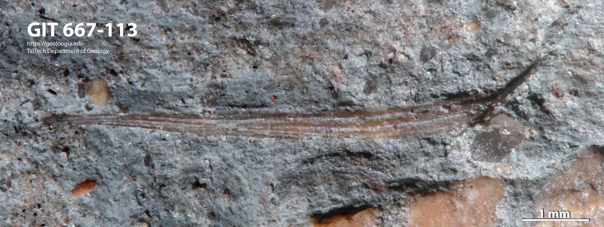 Acanthodii | Fossiilid.info