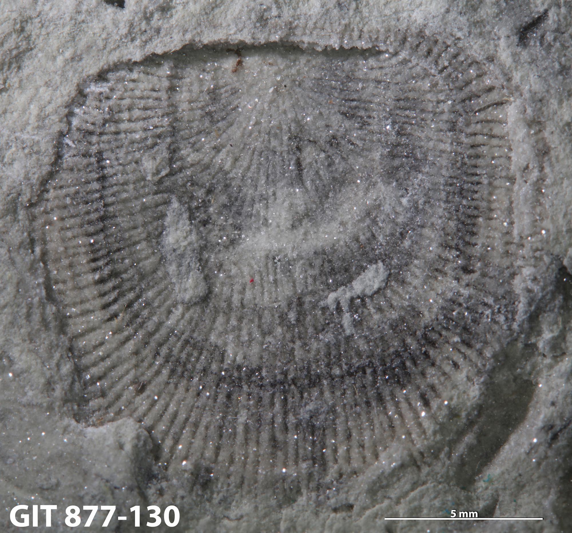 Craniata | Fossiilid.info