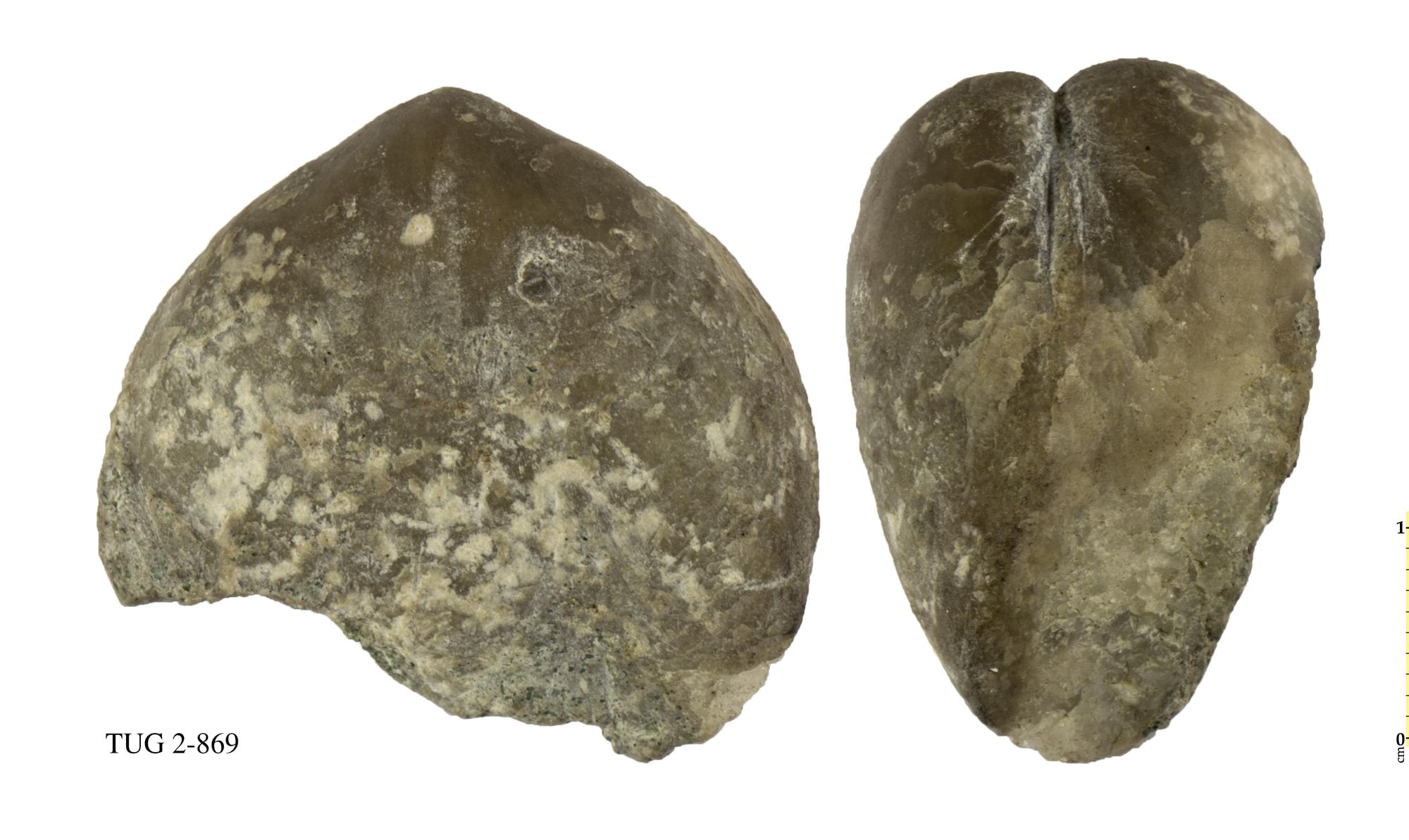 Eoporambonites latus | Fossiilid.info