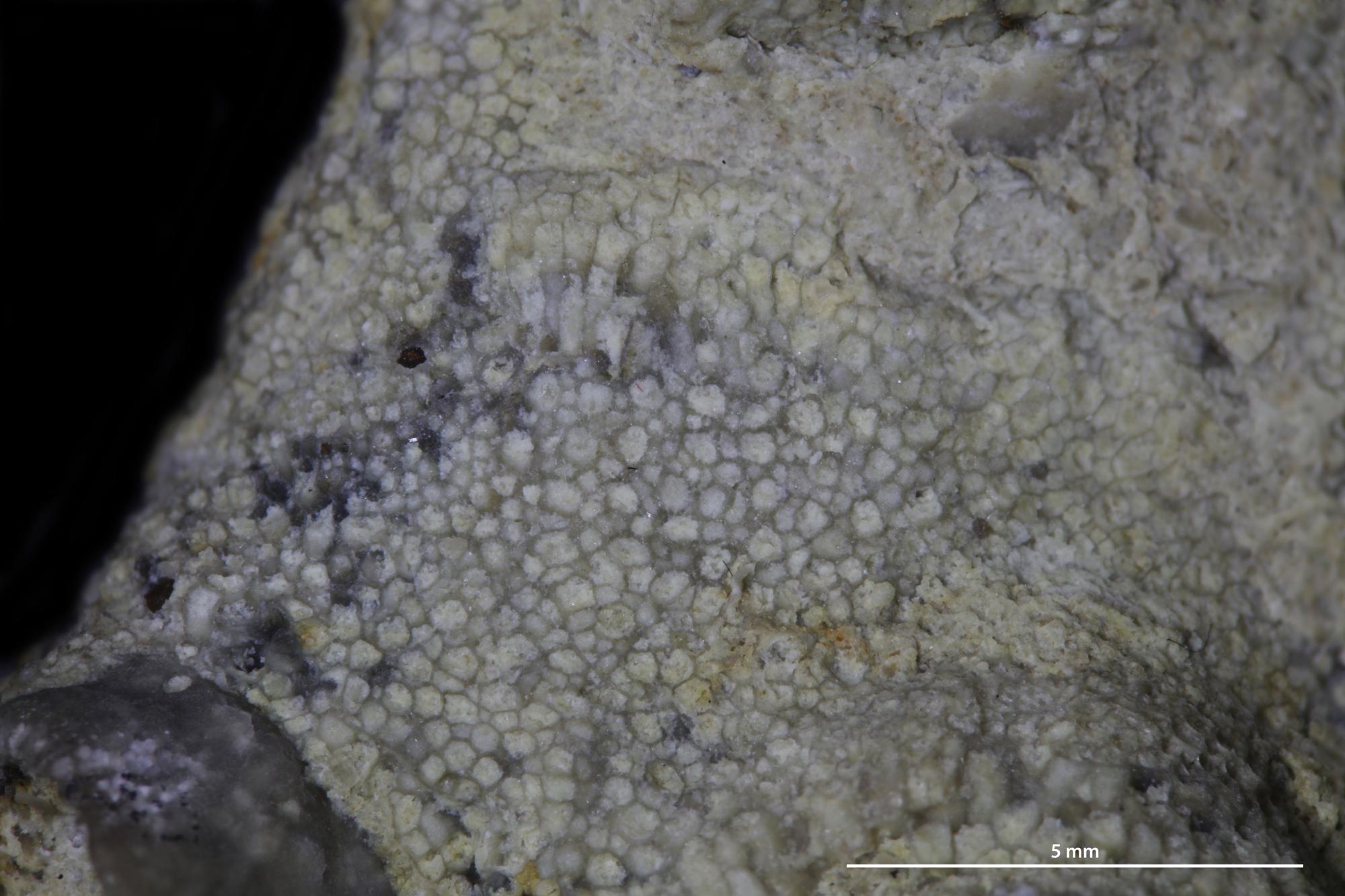 Ceramopora intercellata | Fossiilid.info