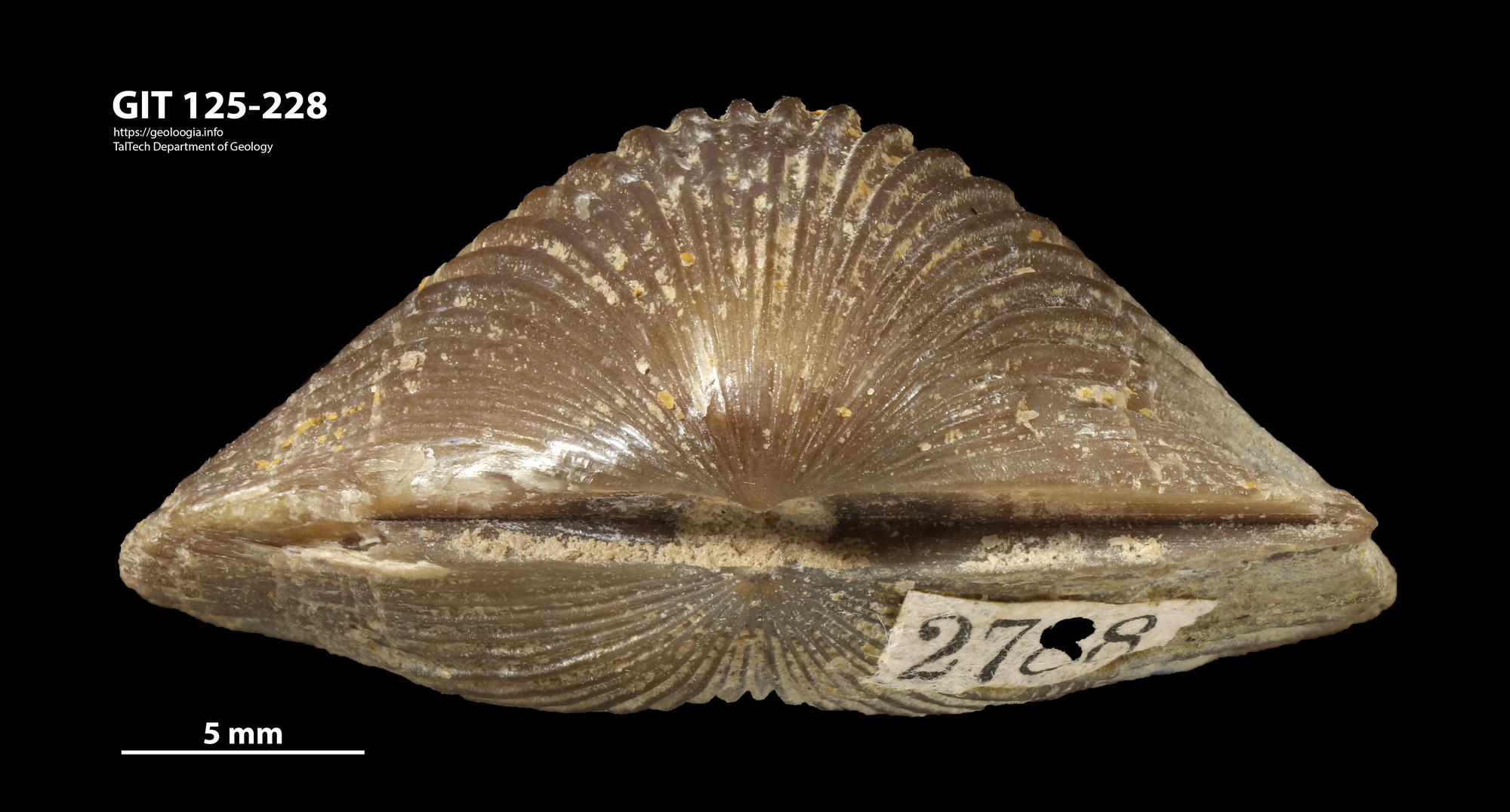 Orthambonites calligramma | Fossiilid.info