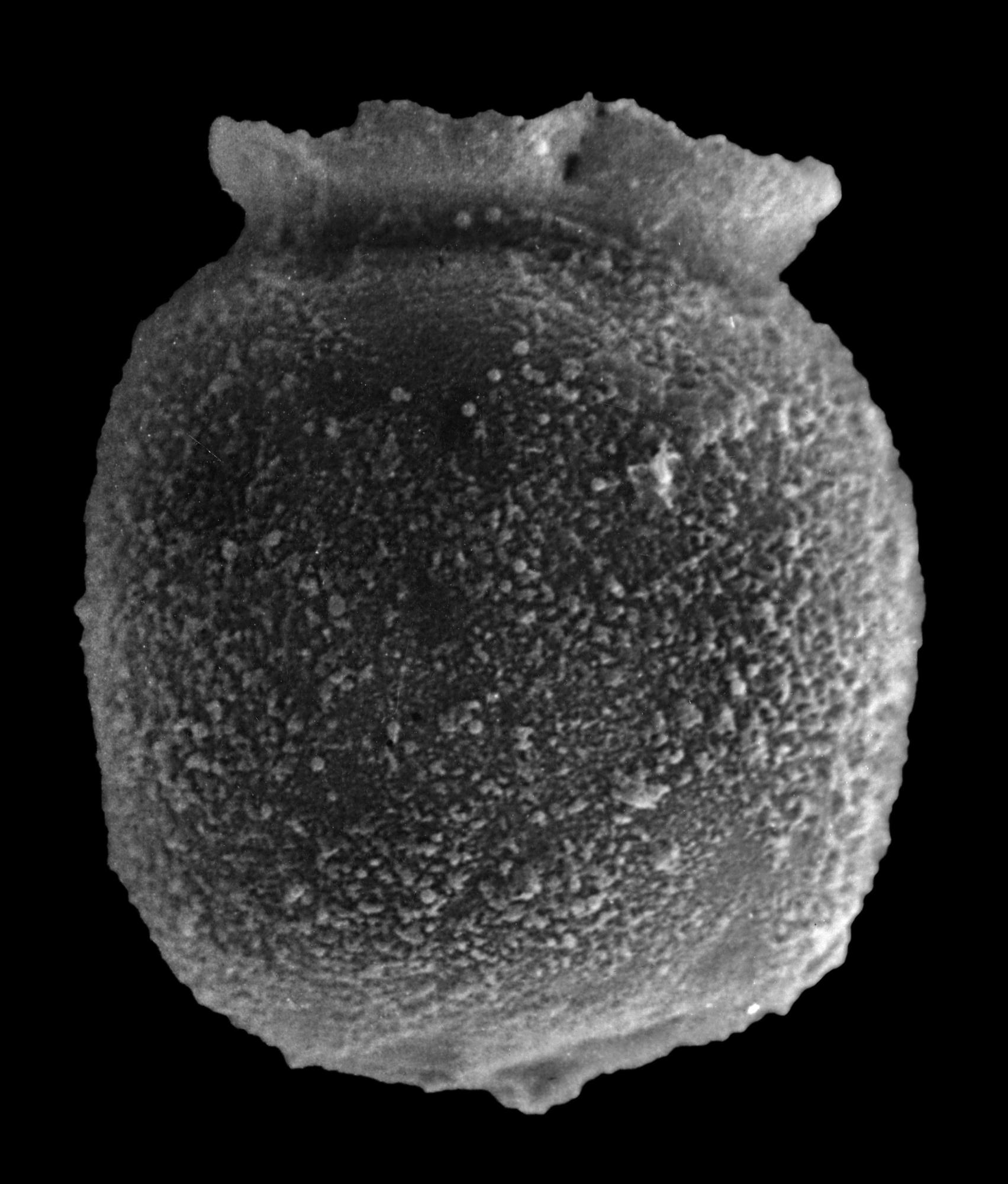 desmochitina-minor-fossiilid-info