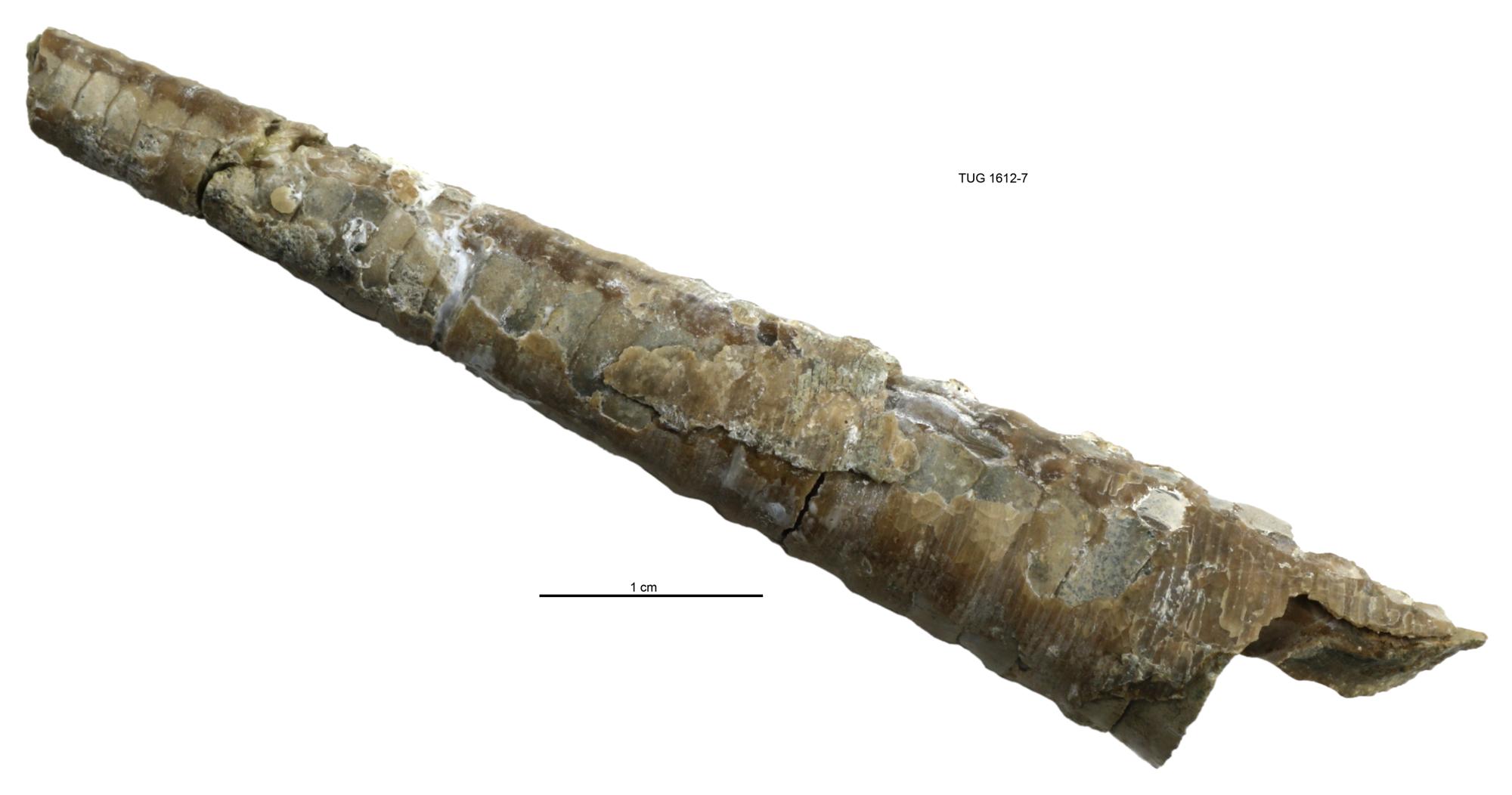 Ofisda onlayn jinsiy aloqa