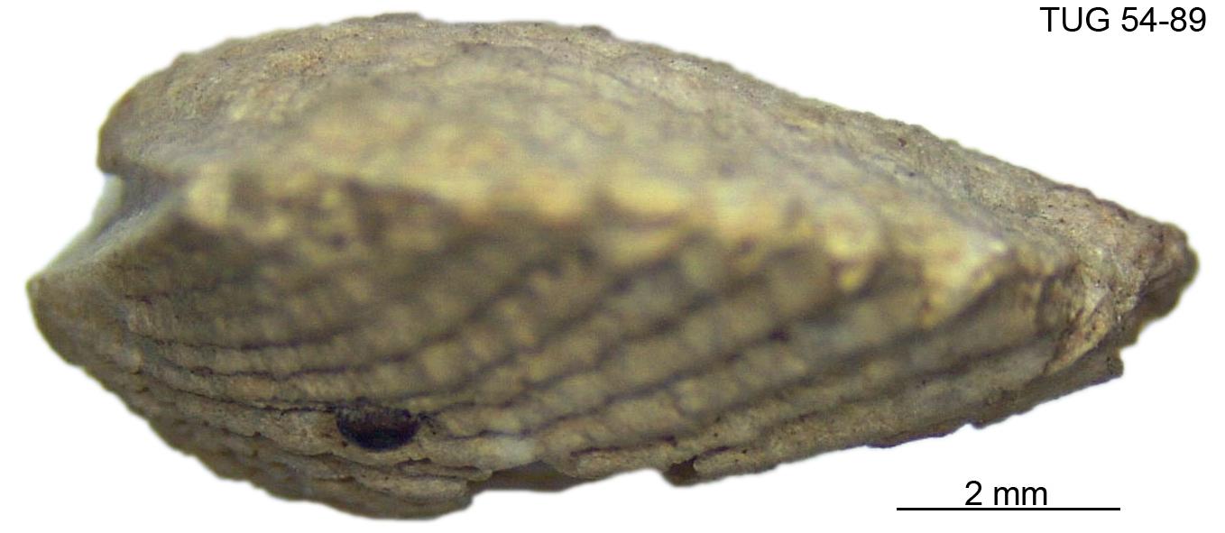 Glyptorthis plana | Fossiilid.info