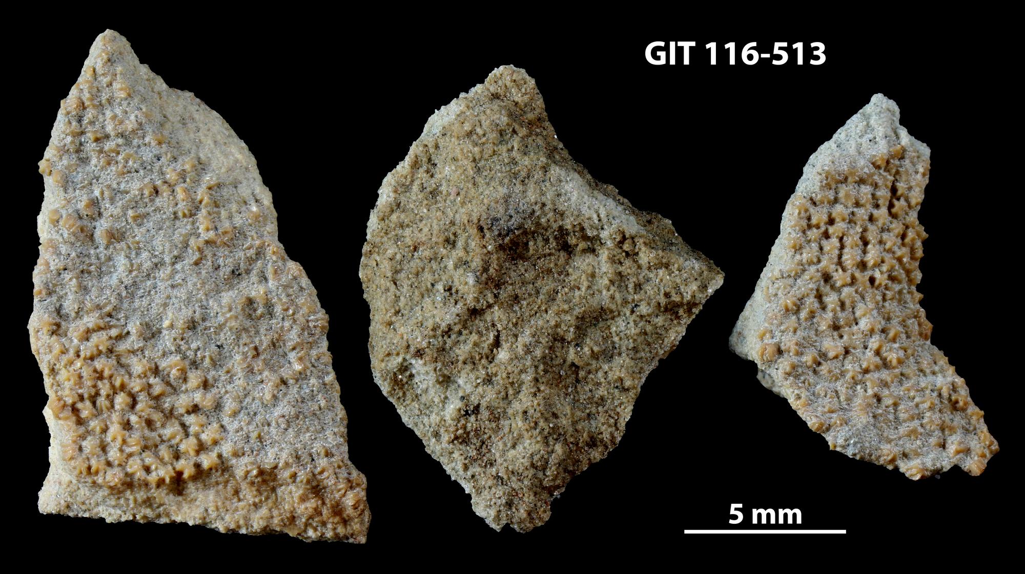 Pycnosteus palaeformis | Fossiilid.info