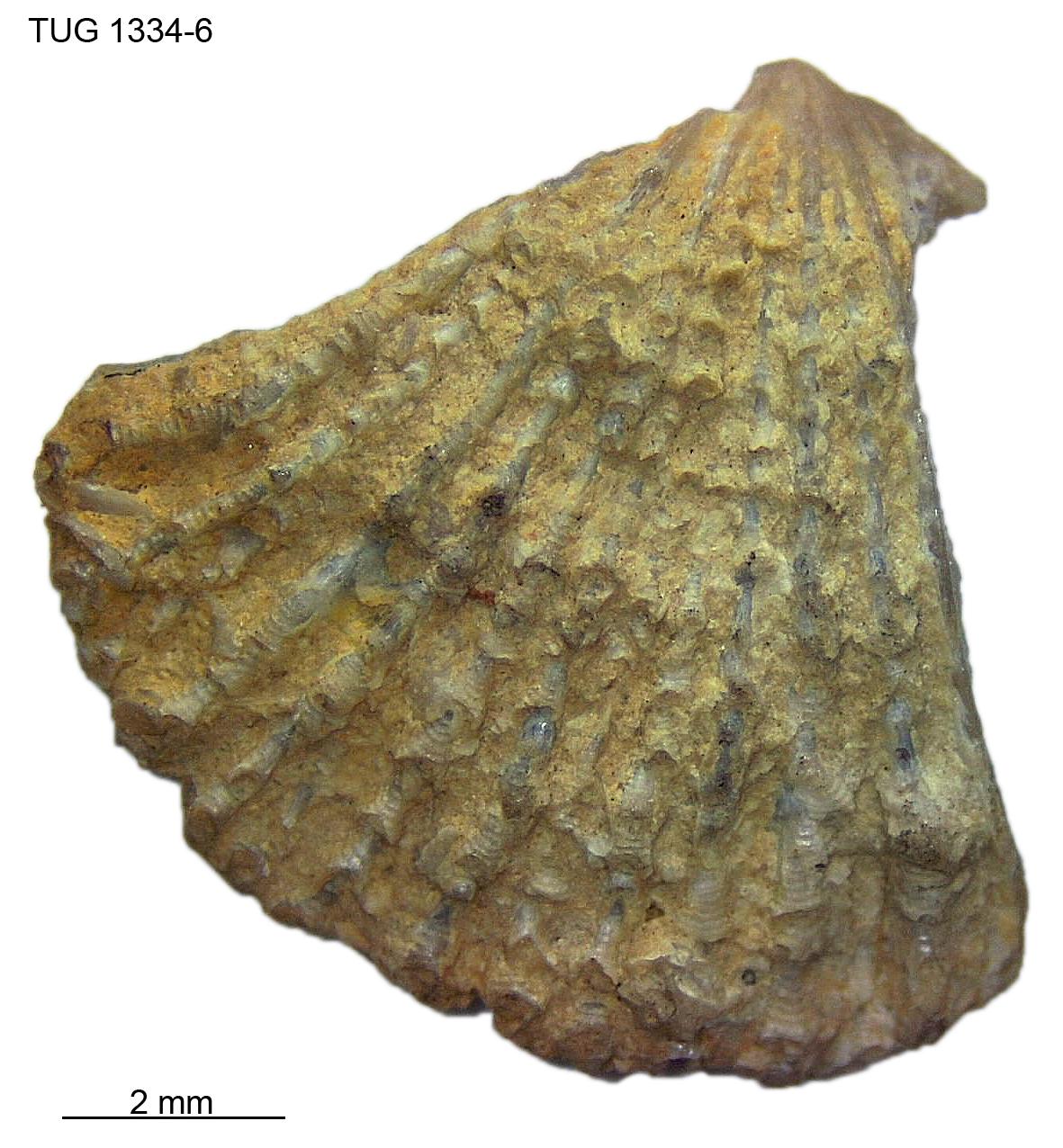 Glyptorthis plana | Fossiilid.info