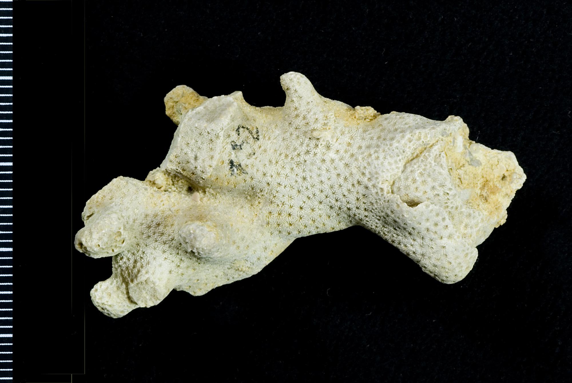 Thecia Fossiilid.info