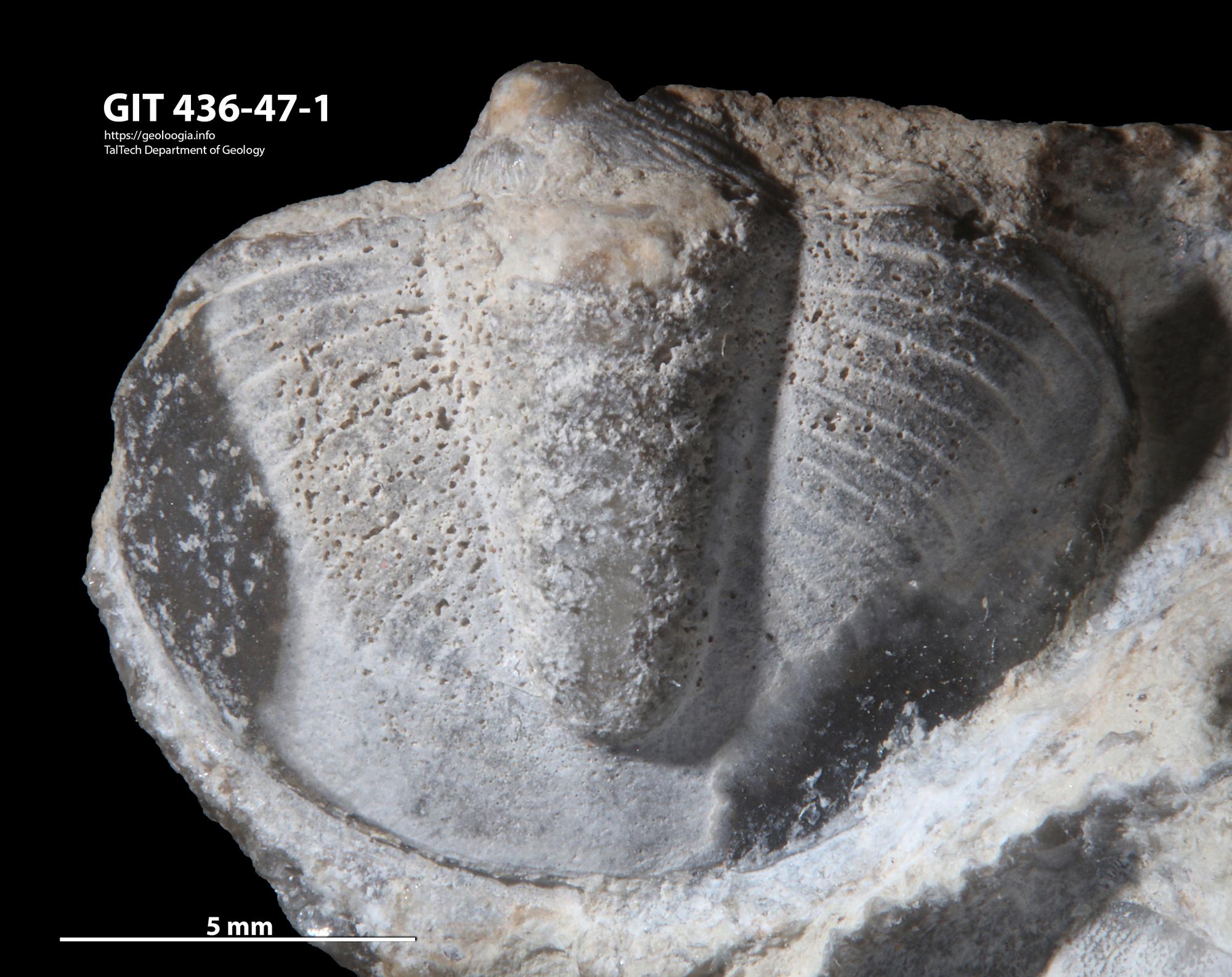 トリロバイト標本 Flickiaiyenne ouzregui Proetidae | Fossiilid.info