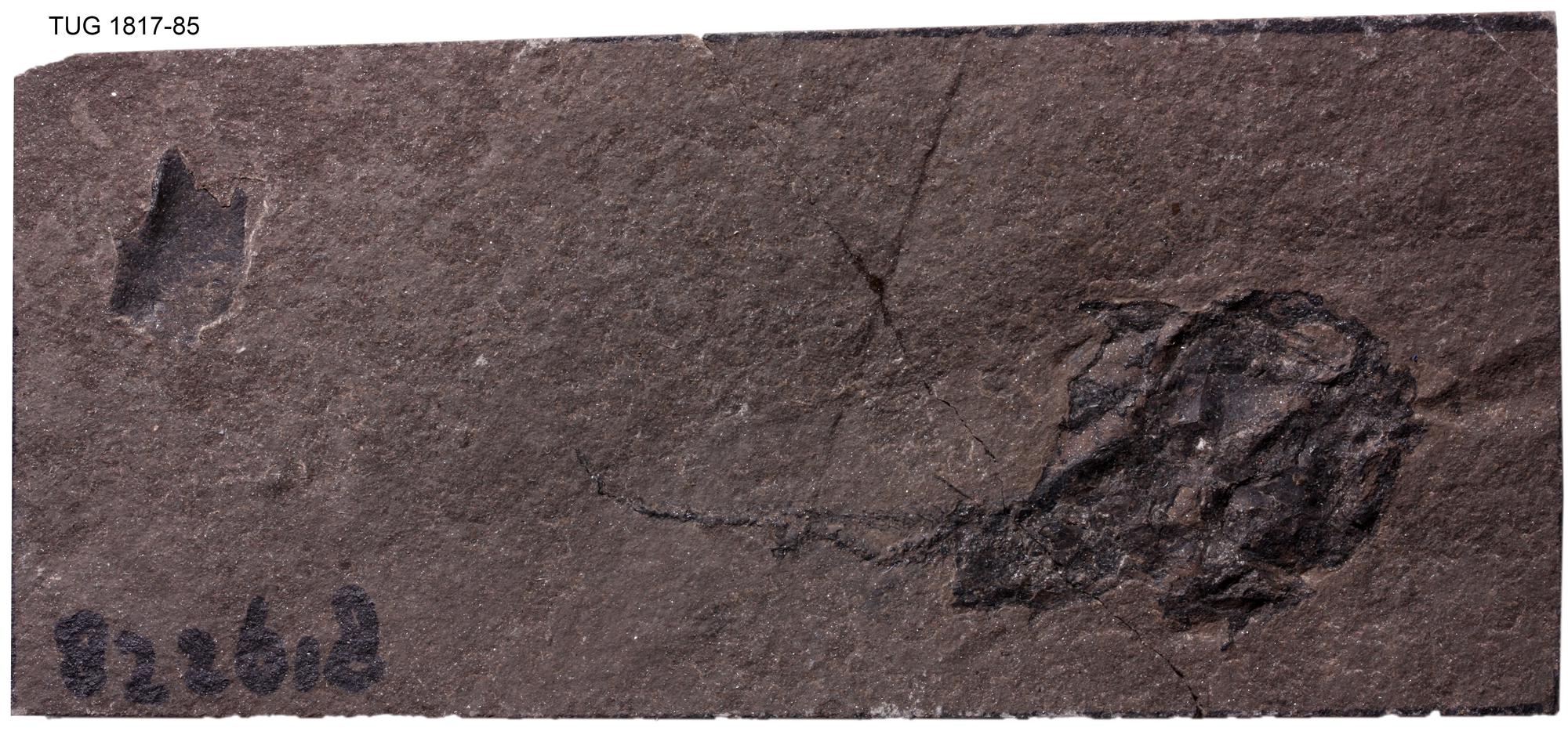 Millerosteus minor | Fossiilid.info