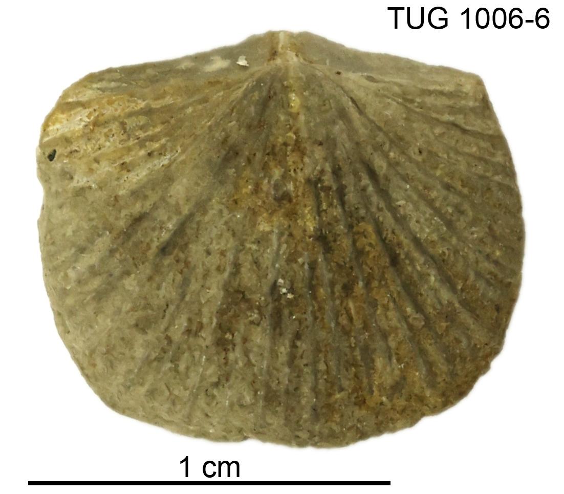 Glyptorthis plana | Fossiilid.info