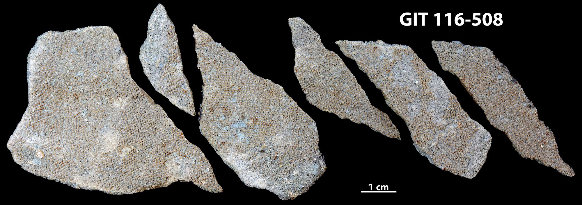 P.phoebus（1メス、アラスカ産） Pycnosteus palaeformis | Fossiilid.info