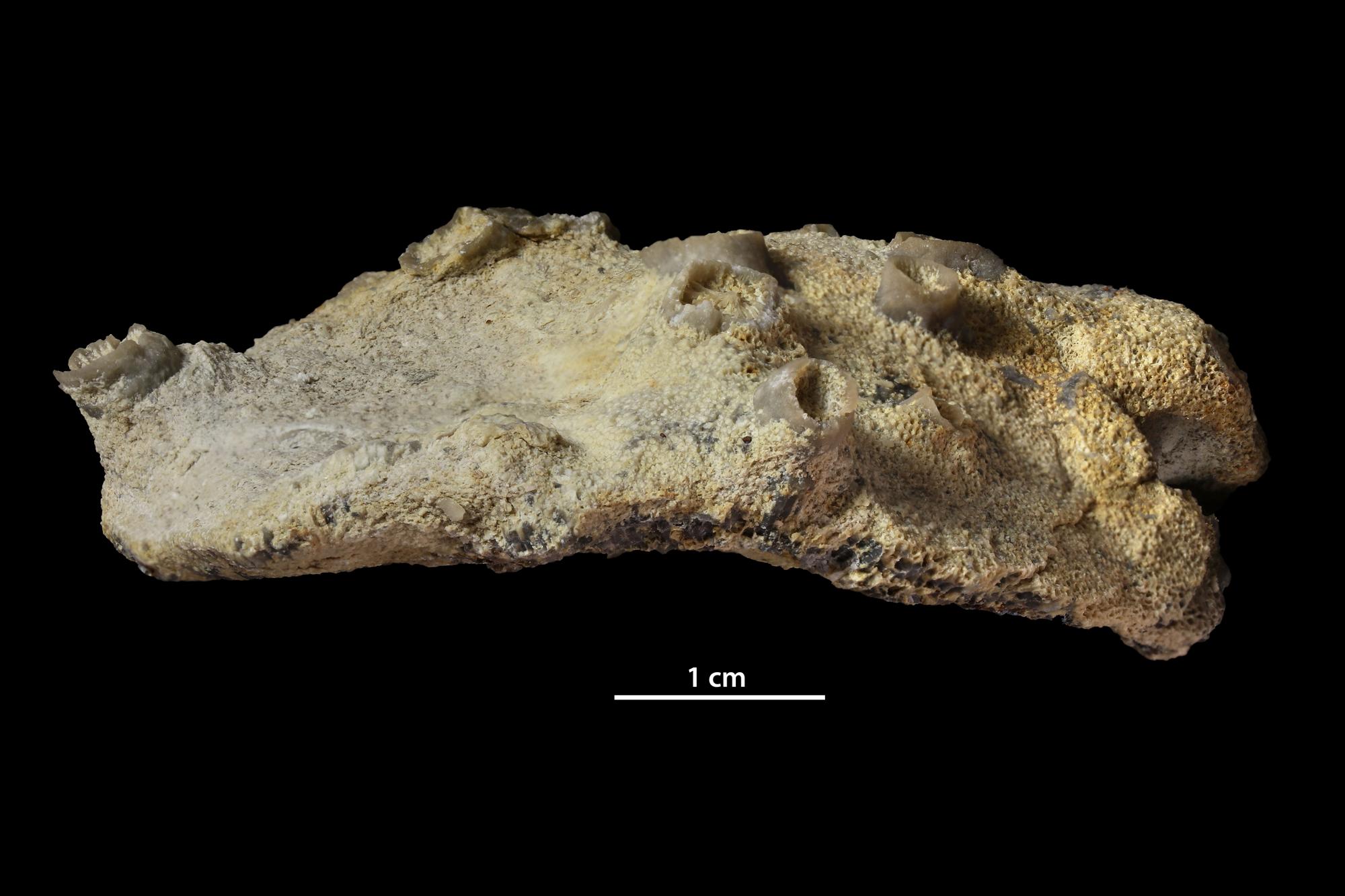 P.PEDORO 子株 Ceramopora intercellata | Fossiilid.info