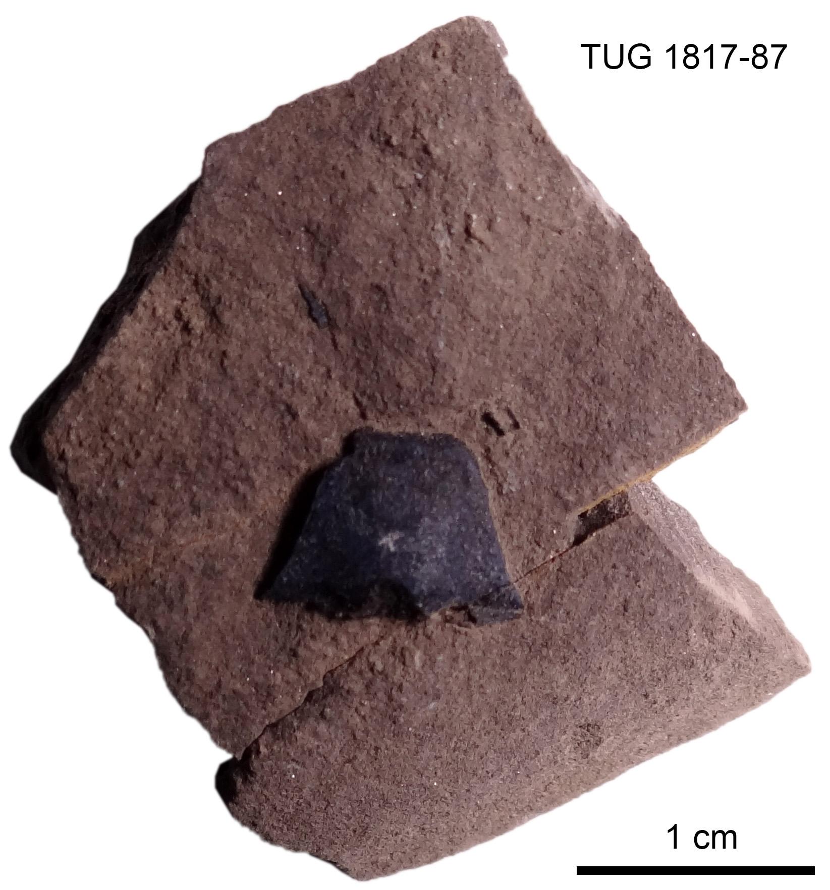 Millerosteus minor | Fossiilid.info