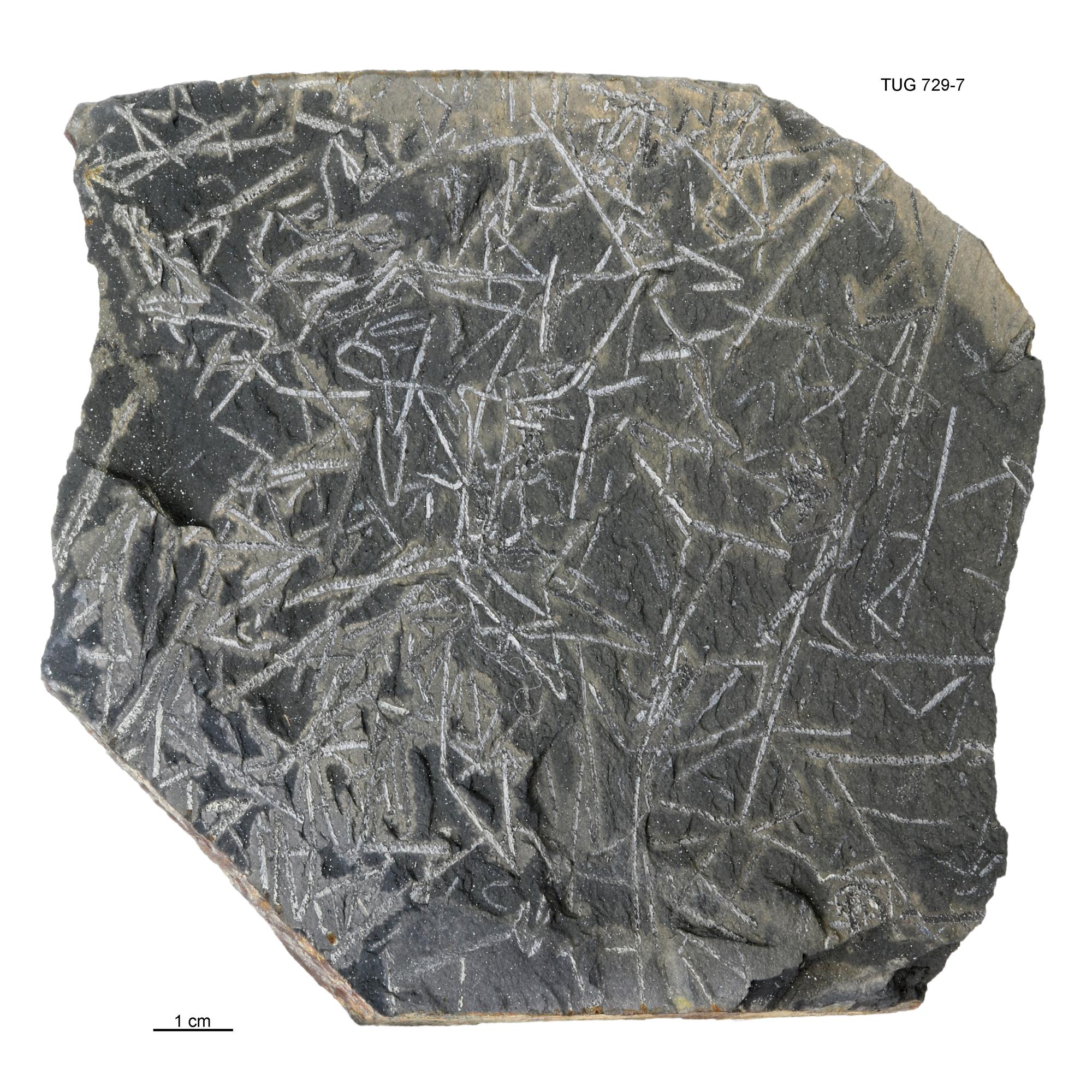 Dicellograptus Fossiilid.info