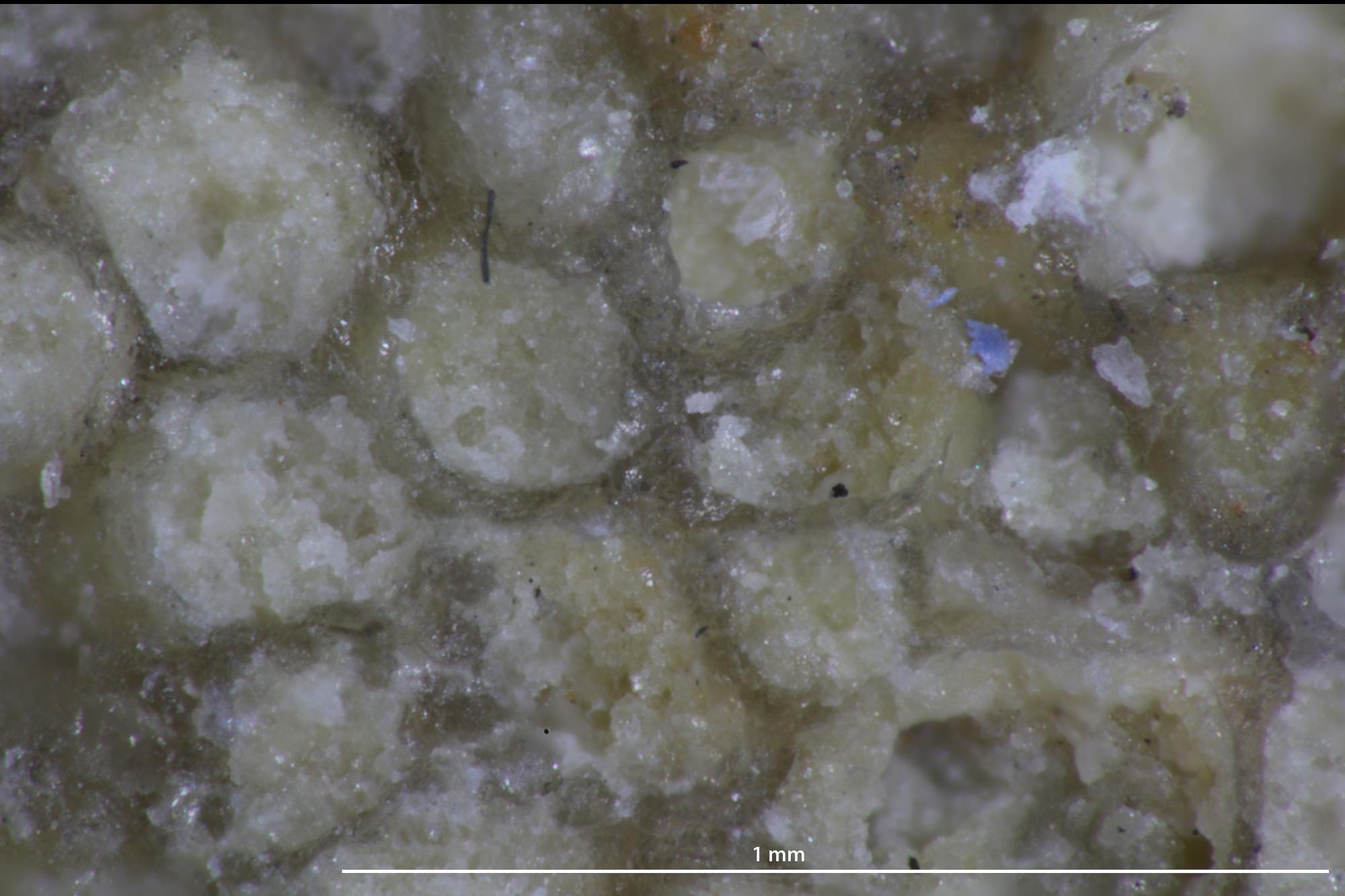 Ceramopora intercellata | Fossiilid.info