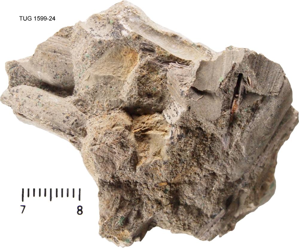Palaeomutela