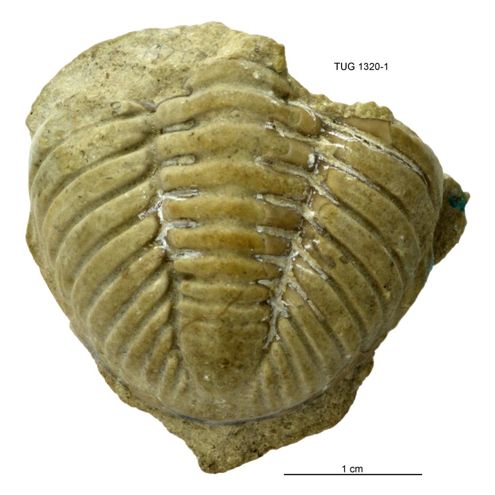 Oculichasmops