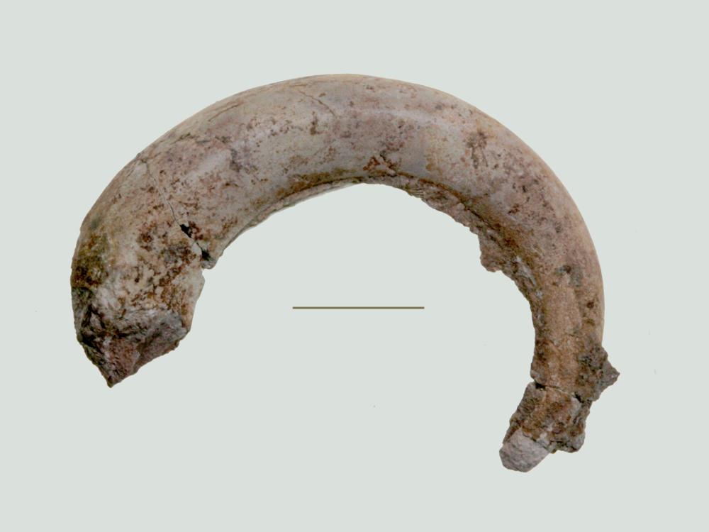 Eccyliopterus regularis