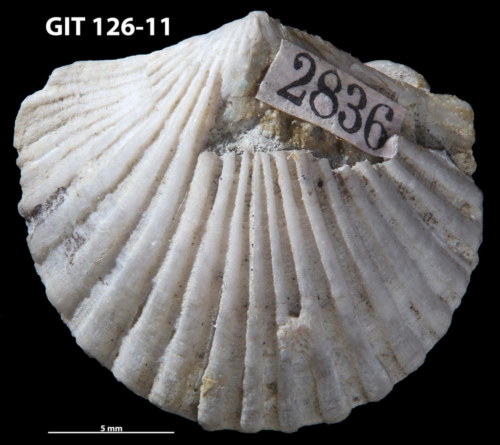 Hesperorthis hillistensis