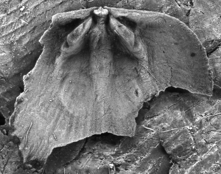Elsaella bekkeri (Rosenstein, 1943), a relative of Elsaella bekkeri — not Elsaella bekkeri itself