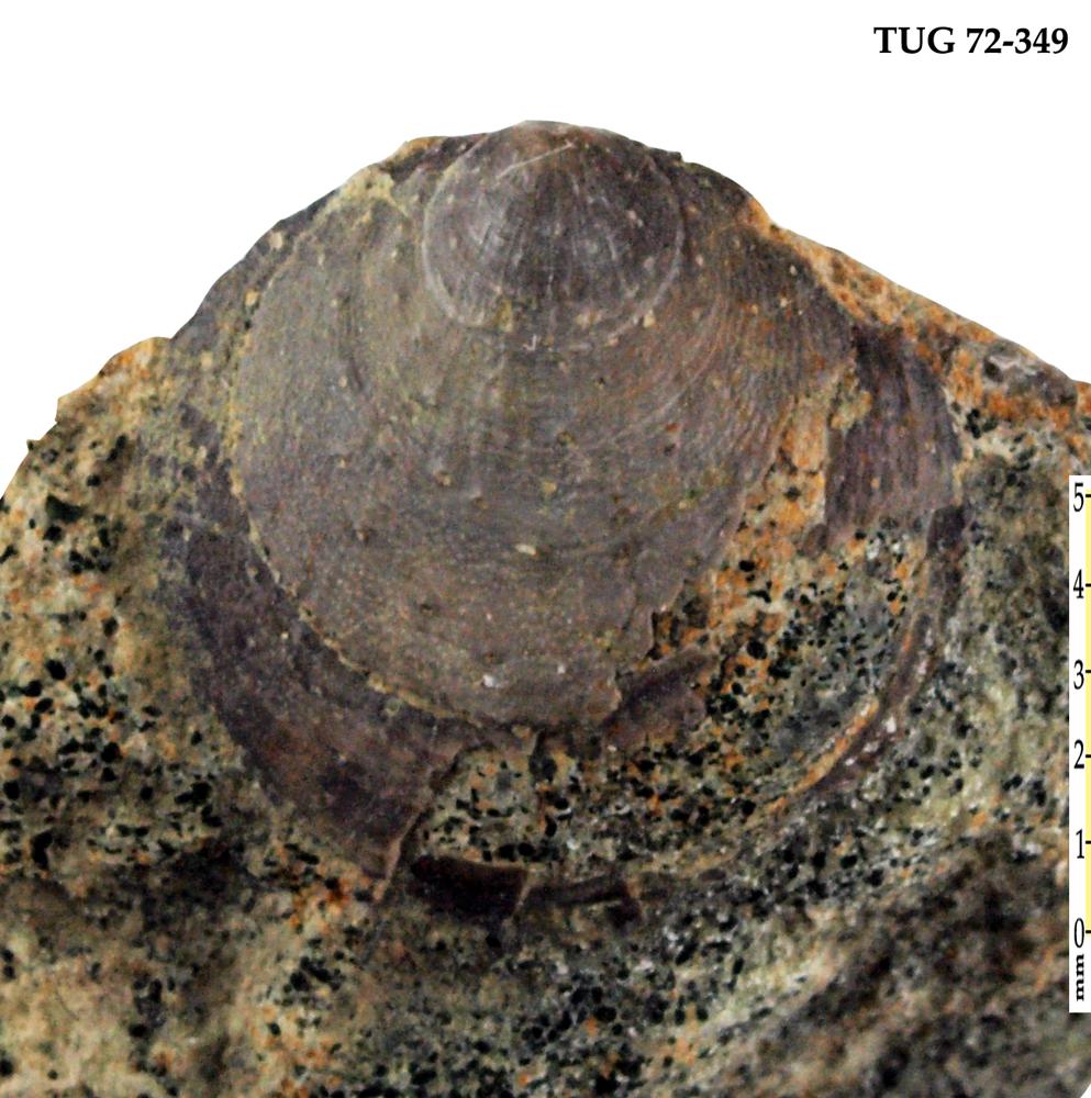 Eosiphonotreta