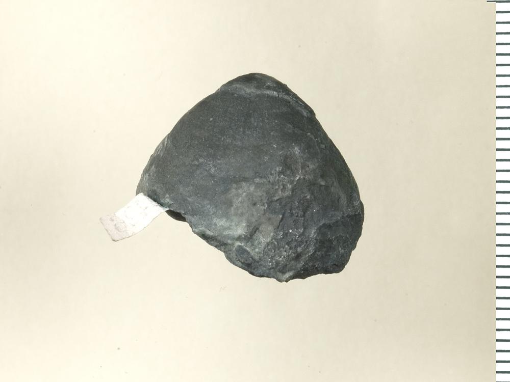 Borealis nana (Nikiforova & Andreeva, 1961), a relative of Borealis nana — not Borealis nana itself