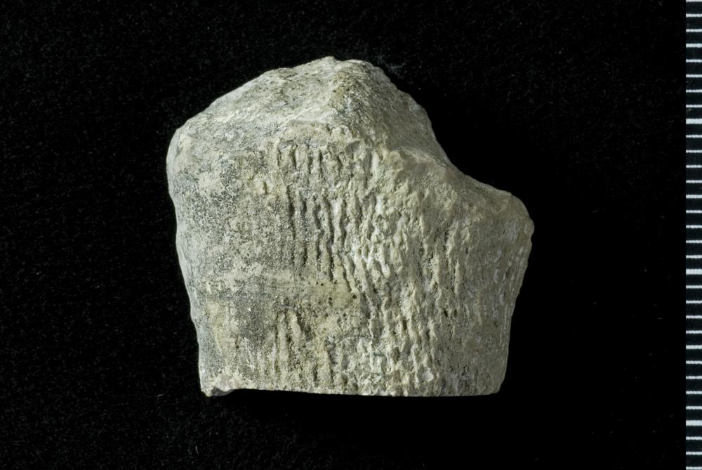 Paliphyllum