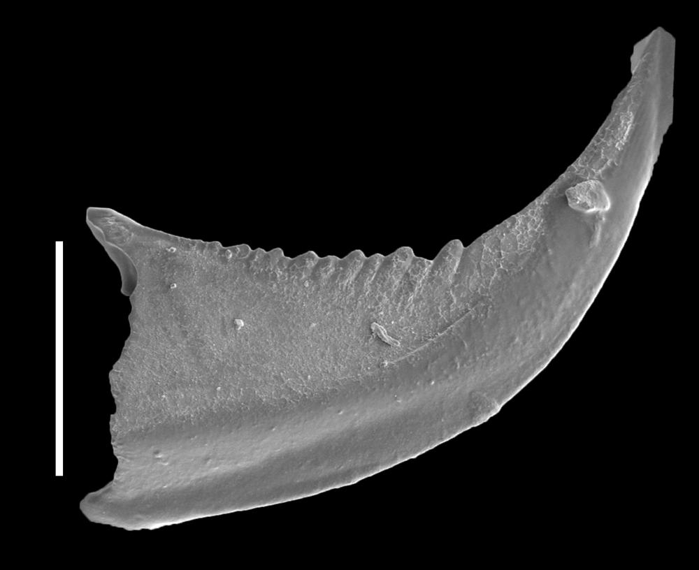 Ansella serrata
