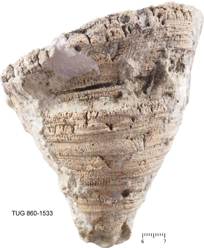 Kodonophyllum