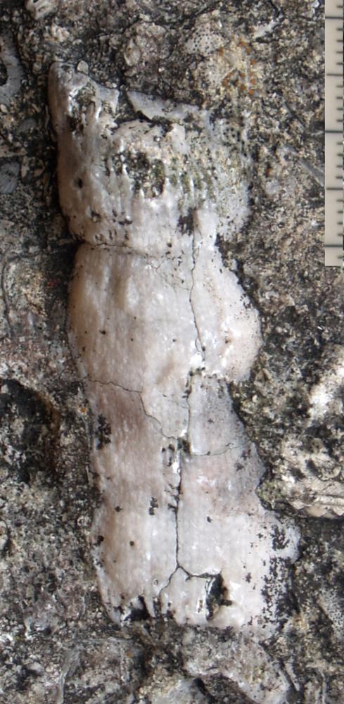 Tryplasma Lonsdale, 1845, a relative of Tryplasmatidae — not Tryplasmatidae itself