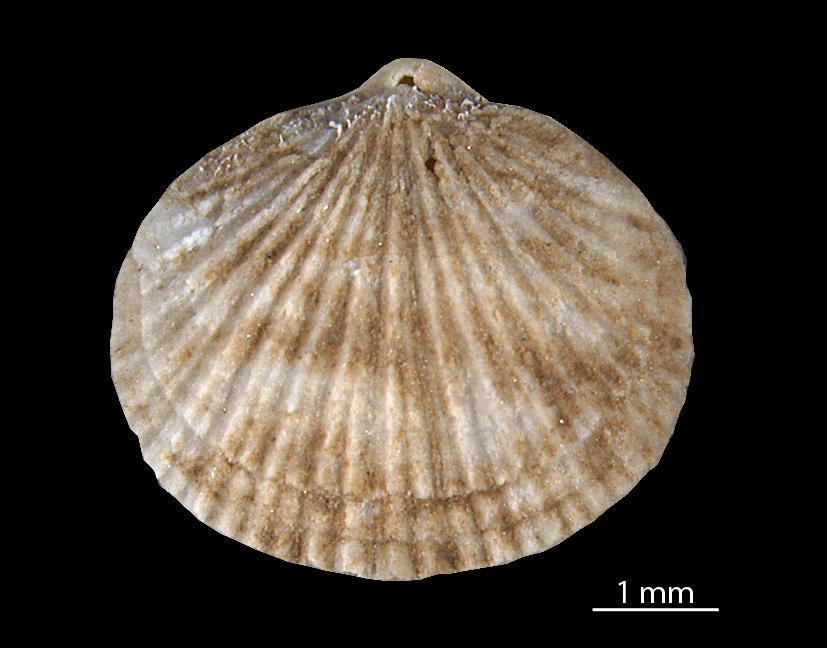 Mendacella aerinensis