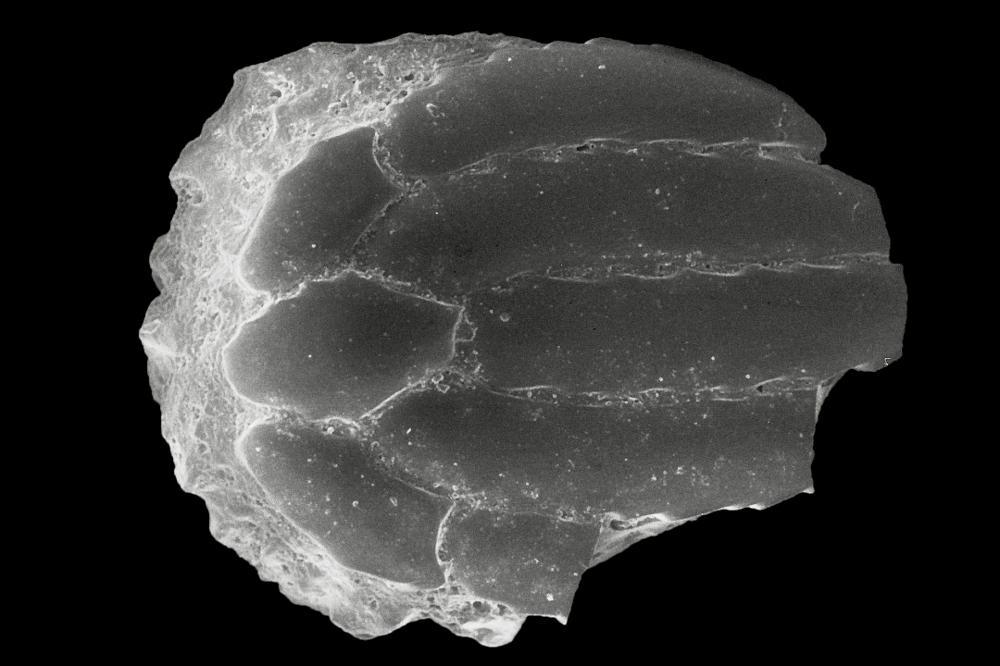 Strosipherus